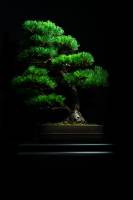 Roland ADOLPHE - Photographie d'un clic