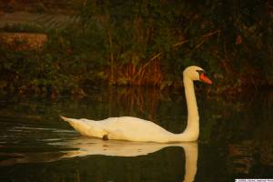Jean Pierre GUERIN - AMPLITUDE-PHOTO